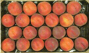 Fiches variétales Pêches Nectarines - Variété Odyssée, pêche à chair jaune (plateau)